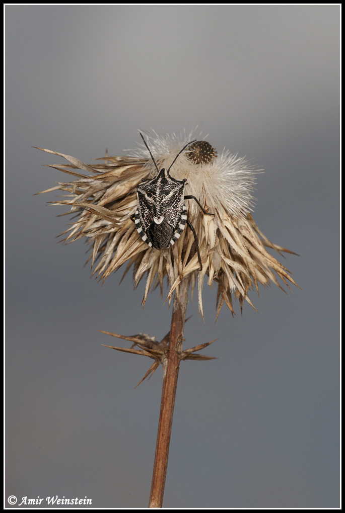 Heteroptera d''Israele - Pentatomidae: Codophila maculicollis